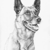 Malinois Bijou