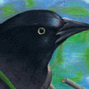 Grackle