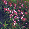 Mountain Pink