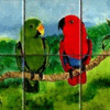 Eclectus Parrots