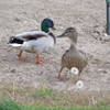 Just Ducky