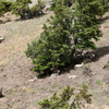 rocky mountain sheep napping on a mountain side