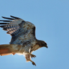 red tail hawk