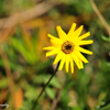 Marsh wildflower 