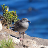 Baby Western Gull