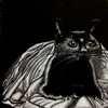Cat in a Blanket