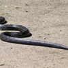 black rat snake #2