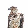 Golden Eagle 5