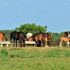 Equine Dinnertime