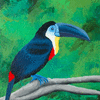 Forest-Toucan