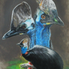 Cassowary 