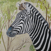 A Hot Zebra