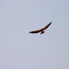 Hawk
