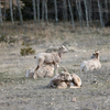 Rocky Mountain Big Horn Ewes & Lambs