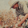 Harvesting cotton