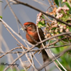 House Finch