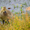 Gosling