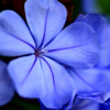 Macro 