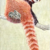 Red Panda