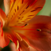 Lily v1 ss-10
