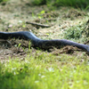 black rat snake