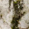 Textural Moss