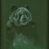 Panda bear