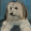 Pet portraits