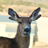 Madam Four Ears ~ mule deer doe