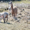 neonate Lamb