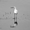 Snowy Egret 