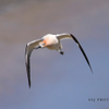 American Avocet 