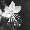 Monochrome Macro