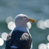 Western Gull