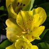 Lily v1 ss-5