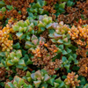 Sandstone Oscularia Deltoides