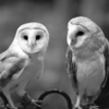 Two Hoots