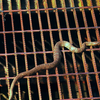 water snake