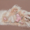 Blaze paw 1