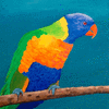 Rainbow Lory
