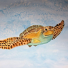Sea turtle watercolor