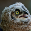 Owlet jumps from nest ... rescued 