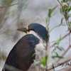 Black Crowned Night Heron 