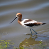 American Avocet 