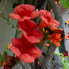 Flowering tree