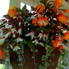 hanging planter
