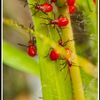 what is the insect?