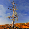 Sunrise over Bryce Canyon .3
