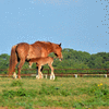 Chestnut Mare & Foal