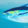 Big Blue Tuna